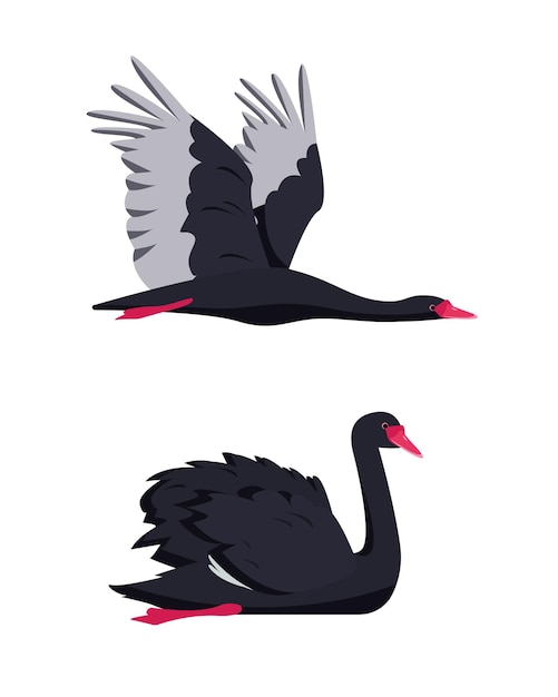 Vecteur collection d'oiseaux de cygne noir nageant et volant