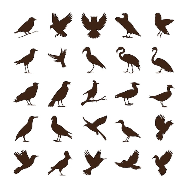 une collection d'oiseaux dont l'un est un oiseau