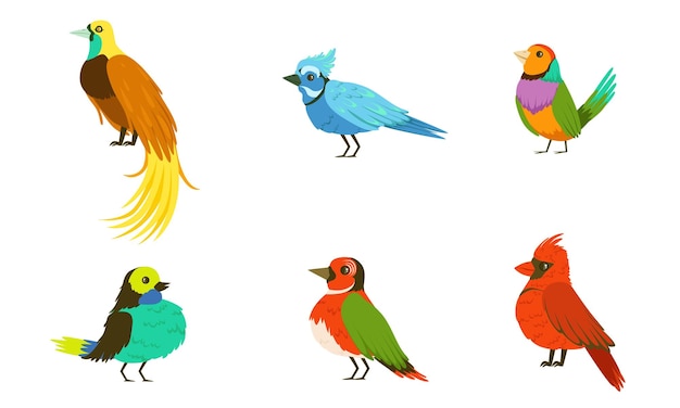 Vecteur collection d'oiseaux tropicaux de beaux oiseaux de différentes espèces avec des illustrations vectorielles de plumage coloré