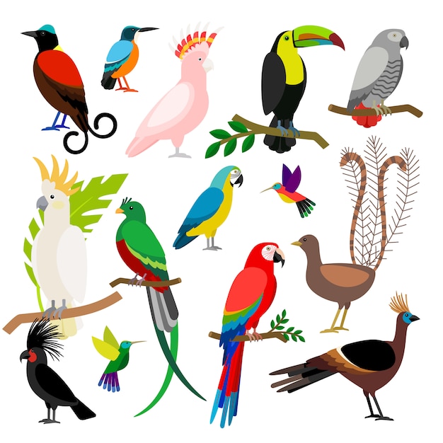 Collection D'oiseaux