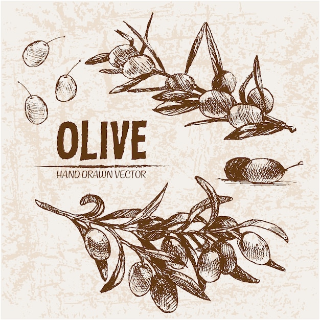 Collection D'olives Dessinées à La Main