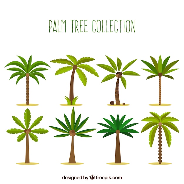 Collection De Palmiers Au Design Plat