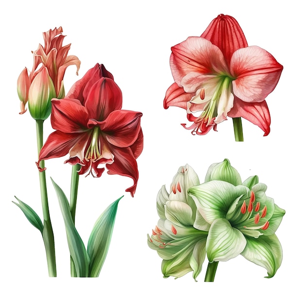 Vecteur collection de peinture aquarelle fleur d'amaryllis