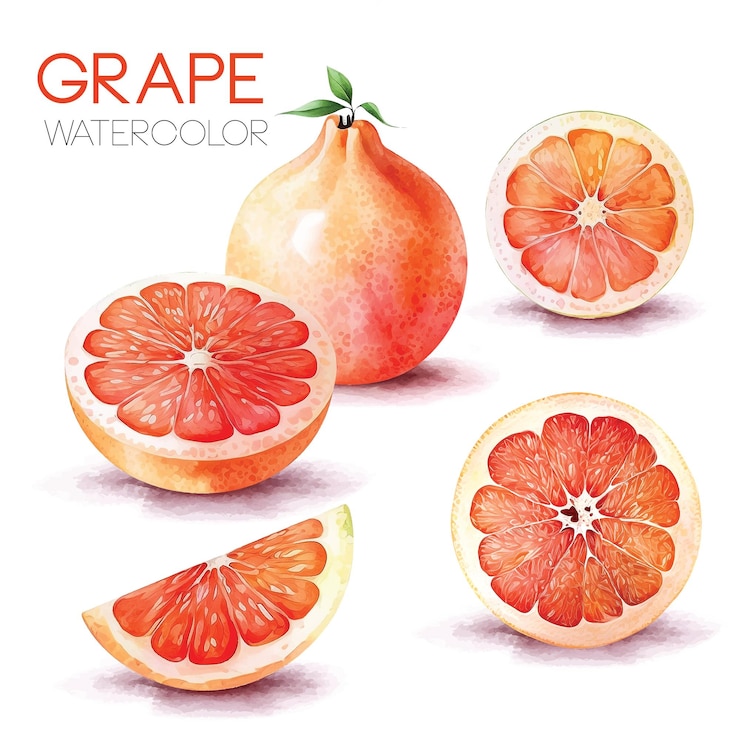 Vecteur collection de peinture aquarelle de raisin