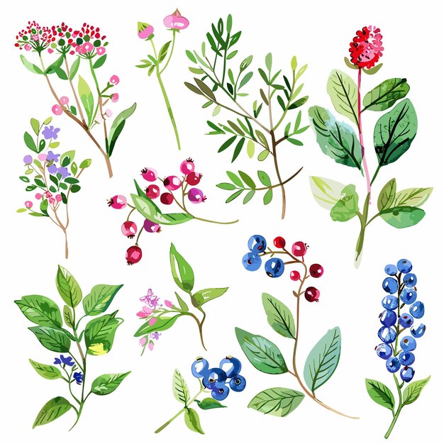 Une Collection De Plantes Comprenant Des Baies, Des Baies Et Des Fleurs