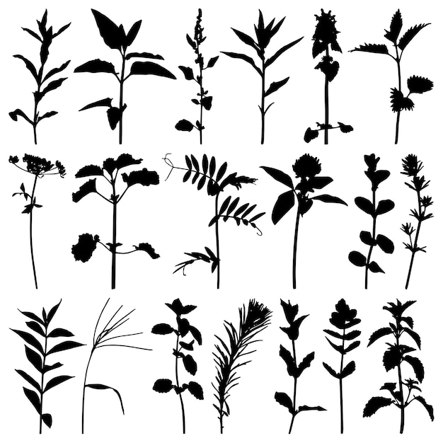 une collection de plantes avec des dessins différents et les mots " sauvage " sur elles
