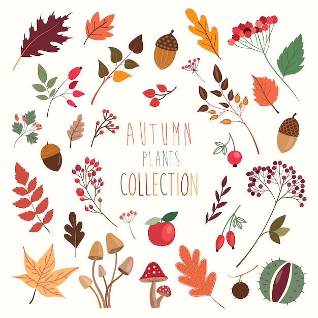 Vecteur collection de plantes et feuilles décoratives d'automne