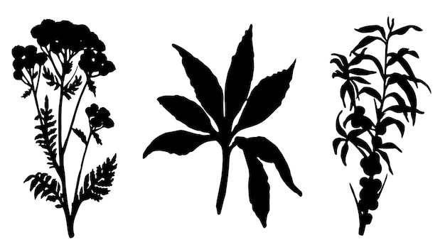 Collection de plantes fleurs et herbes Silhouettes noires de plantes