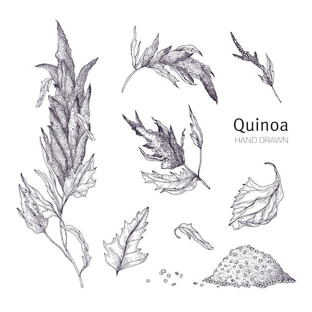 Collection De Plantes à Fleurs De Quinoa, De Feuilles Et De Graines Dessinées à La Main Avec Des Lignes De Contour Noires Sur Fond Blanc. Ensemble De Dessins De Céréales Cultivées Pour Une Alimentation Saine. Illustration Vectorielle