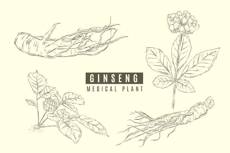 Vecteur collection de plantes de ginseng
