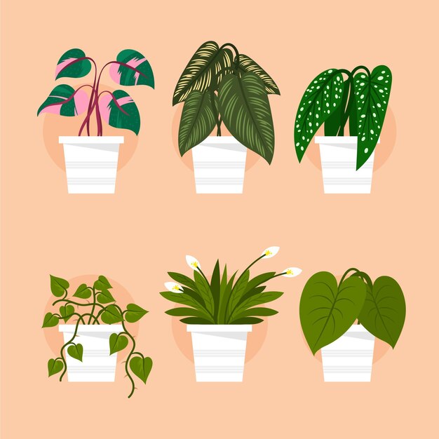 Collection De Plantes D'intérieur Plat Bio