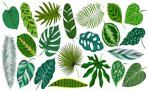 Vecteur collection de plantes de jungle de feuilles tropicales dessinées à la main