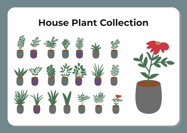 Collection De Plantes Maison