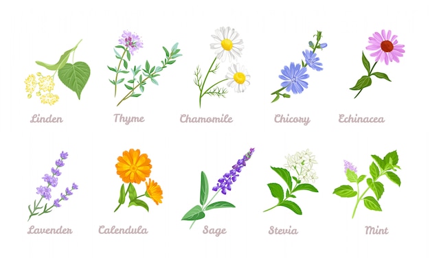 Collection de plantes médicinales et de fleurs médicinales.