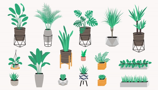 Collection De Plantes En Pot Dans Un Style Loft. Plantes Succulentes, Cactus Et Plantes D'intérieur. Ensemble De Plante D'intérieur De Maison