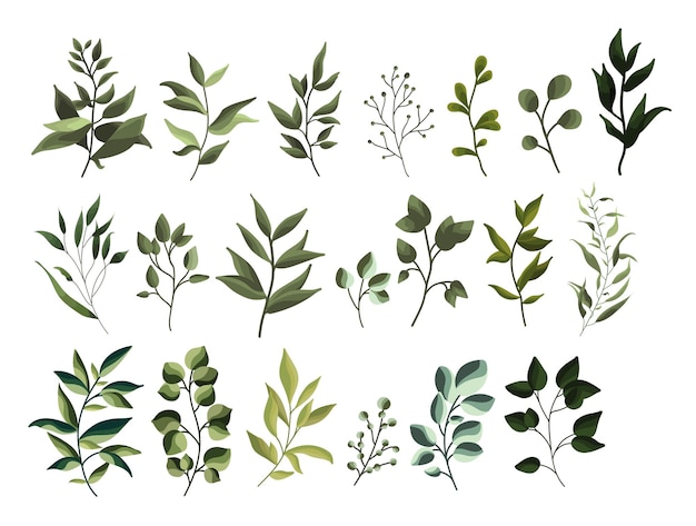 une collection de plantes, y compris des feuilles et des plantes