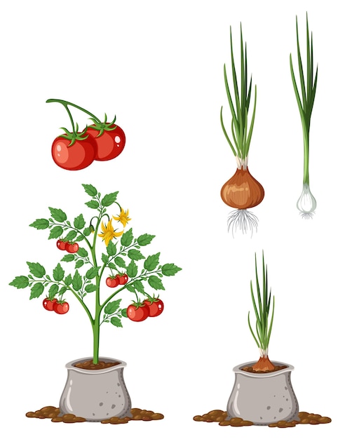 Collection De Plants De Tomates Et D'oignons