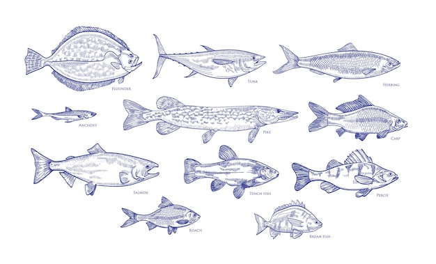 Collection De Poissons Dessinés à La Main Avec Des Lignes De Contour Bleues Sur Fond Blanc. Regroupez Les Animaux Sous-marins Ou Les Créatures Vivant Dans La Mer Et L'océan. Illustration Vectorielle Monochrome Dans Un Style De Gravure Vintage.