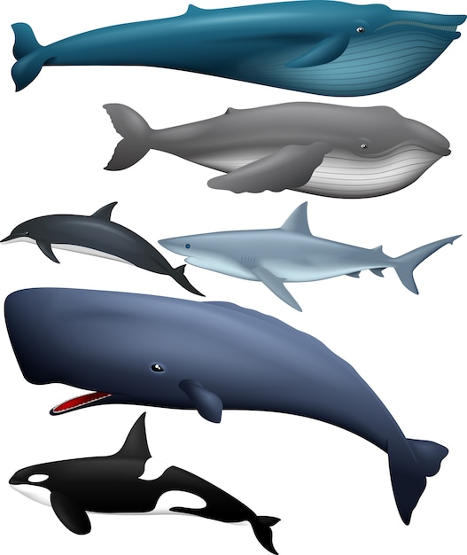 Collection de poissons