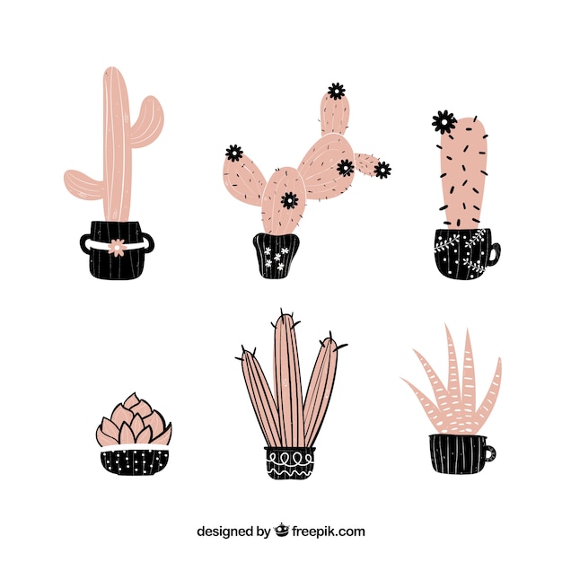 Collection Rose De Cactus