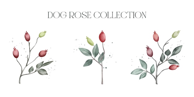 Collection De Rose De Chien Vecteur Aquarelle Isolé Sur Fond Blanc