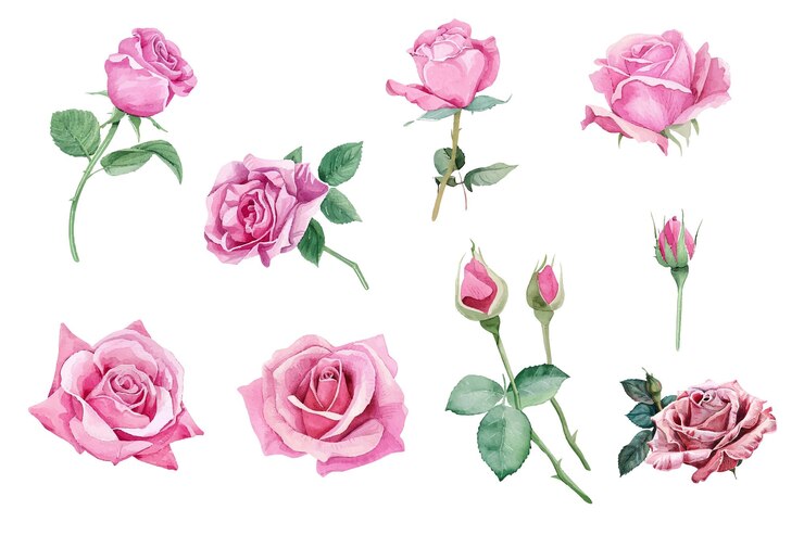 une collection de roses et de feuilles de la collection