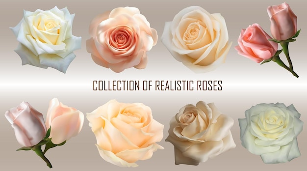 Une collection de roses réalistes en fleurs