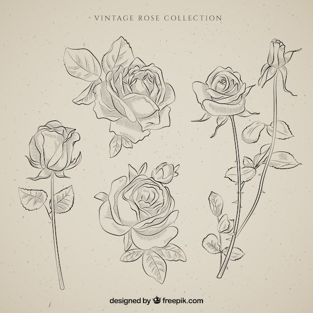 Collection De Roses Vintage à La Main