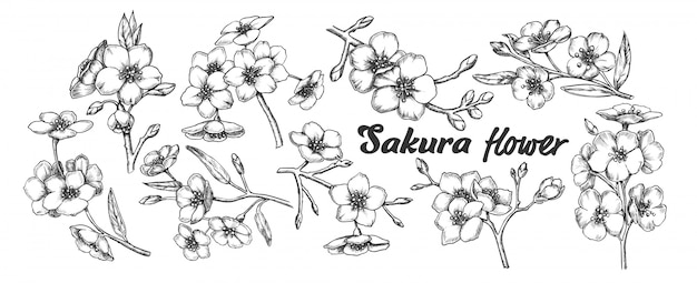 Collection Sakura Collection Branches D'arbres Vintage