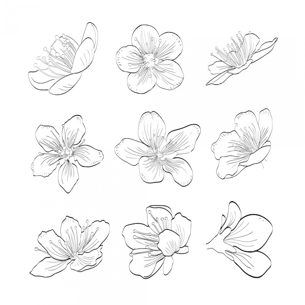 Collection Sakura Dessinée à La Main