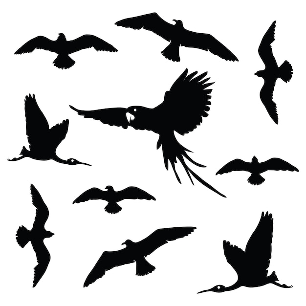collection de silhouettes d'oiseaux écorchés