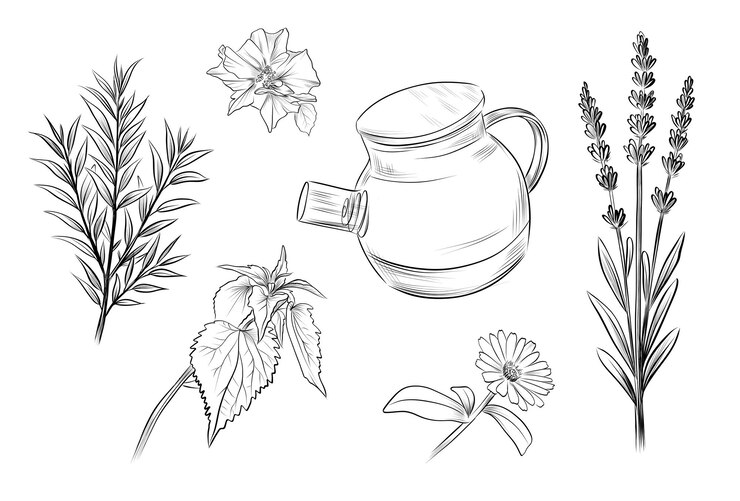 Vecteur collection de thé à base de plantes avec vecteur de théière
