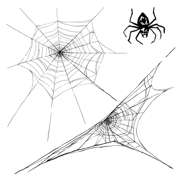 Collection de toile d'araignée et d'araignée isolé sur fond blanc Toile d'araignée pour la conception d'Halloween décor d'horreur effrayant effrayant