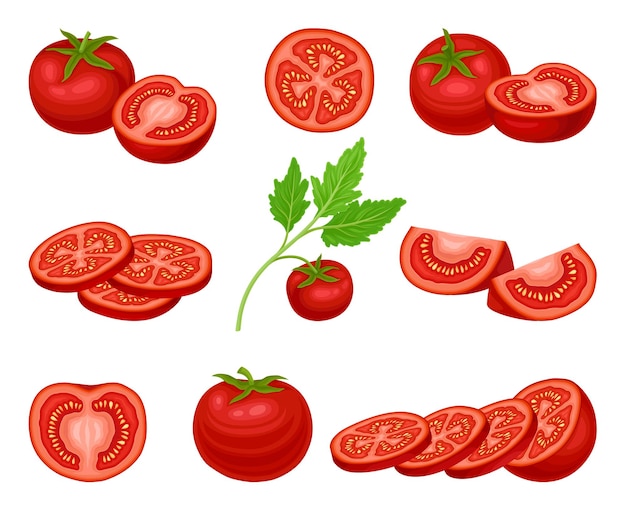 Collection de tomates rouges fraîches mûres, entières et tranchées, végétaliennes, biologiques, légumes sains, illustration vectorielle sur fond blanc