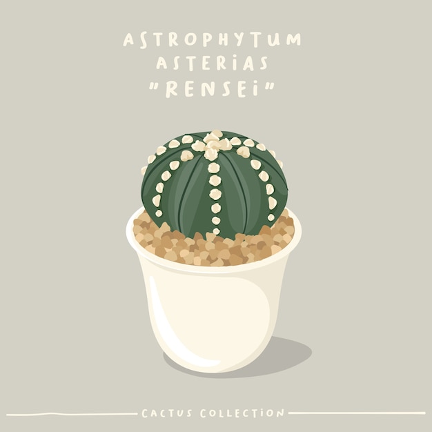 Collection De Type Cactus. Cactus En Petit Pot Blanc Isolé Sur Fond Beige.