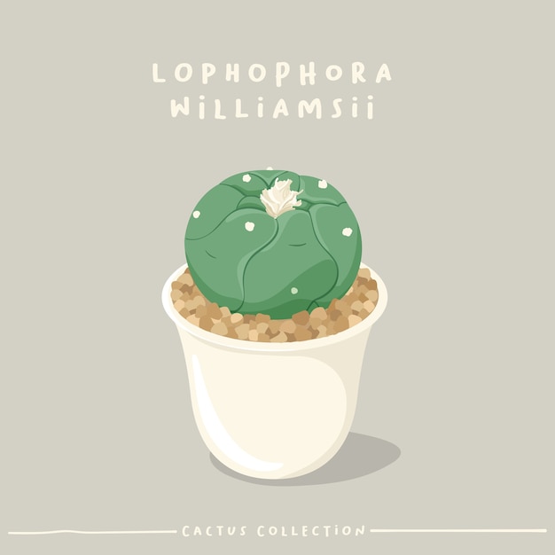 Collection de type cactus. Cactus en petit pot blanc isolé sur fond beige.