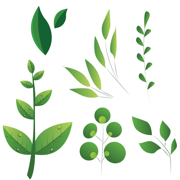 Collection de vecteur de feuilles de palmier vert avec des gouttes d'eau après la pluie Illustration Stock