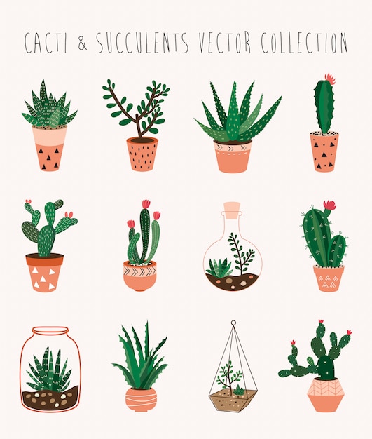 Collection De Vecteurs De Cactus Et De Plantes Succulentes Avec Douze Plantes D'intérieur Décoratives