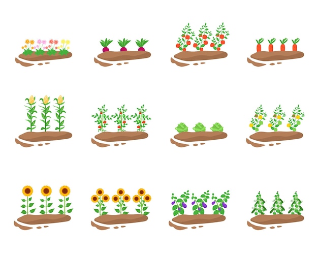 Collection de vecteurs de plantes végétales isolés sur fond blanc
