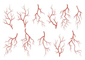 Collection de veines humaines silhouette rouge vaisseaux artères ou capillaires sur fond blanc élément d'anatomie conceptuelle pour la science médicale symbole vectoriel isolé du système sanguin