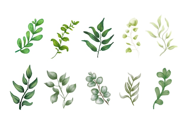 Collection de verdure feuille plante forêt herbes tropicales feuilles printemps flore dans un style aquarelle
