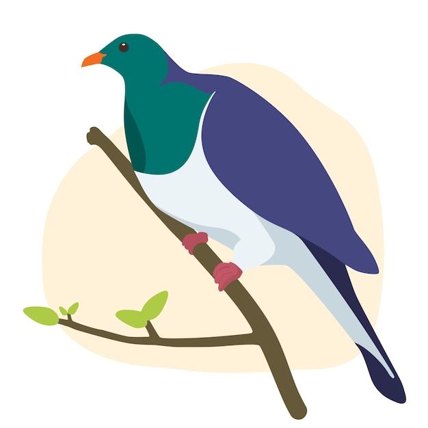 Vecteur le colombier de bois de kereru est un oiseau indigène de l'autoarea, en nouvelle-zélande. illustration vectorielle graphique plate