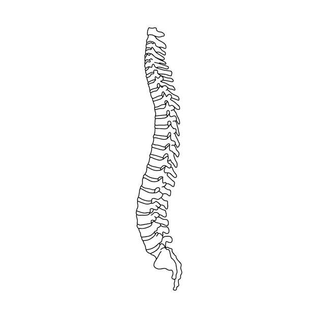 Vecteur la colonne vertébrale humaine dessinée par des lignes sur fond blanc vector stock illustration