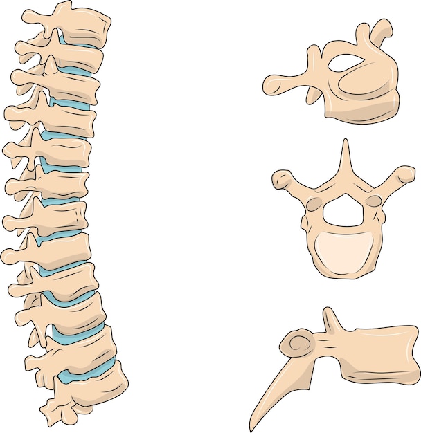Vecteur la colonne vertébrale thoracique