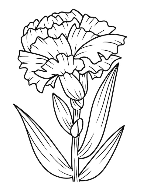 Vecteur coloriage fleur d'oeillet pour adultes