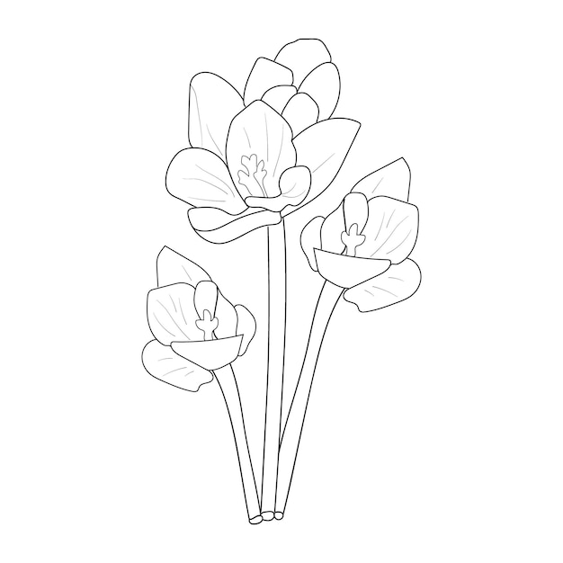 Coloriage fleur de safran de collection dessinée à la main d'illustration vectorielle sur fond blanc