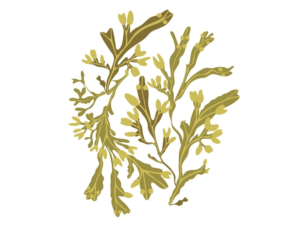 Vecteur composition d'algues comestibles fucus ou fucus vésical algues supplément sain illustration vectorielle
