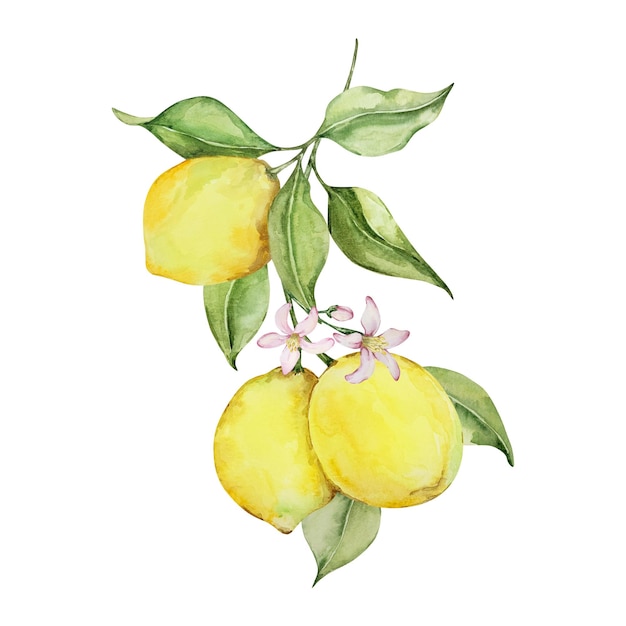 Composition aquarelle fleurs et feuilles de citron juteux