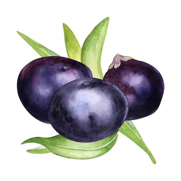 Composition de baies d'açai et de feuilles de palmier illustration aquarelle baies violettes isolées