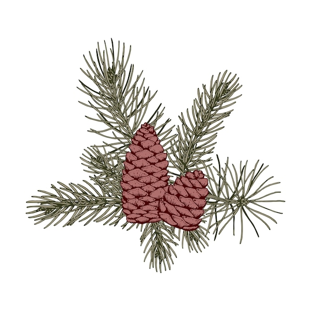 Composition botanique de Noël avec des branches et des cônes de pin